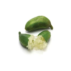 Finger Lemon Plant — Soil Should Be Well Drained