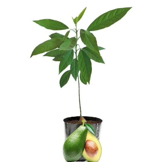 avocado-plant-2.webp