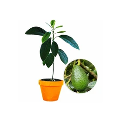 Avocado Plant