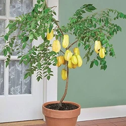 Star Fruit Plant