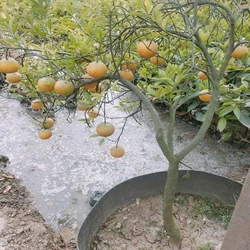 Komla Lemon Plant
