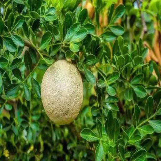 wood-apple-plant-2.webp