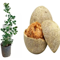 Wood Apple Plant