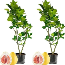 Green Pomelo Plant