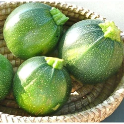 Agriculture Chapan Kaddu Seeds