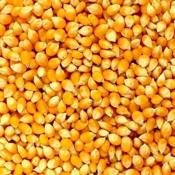 yellow-maize-2.webp