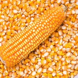 Yellow Maize