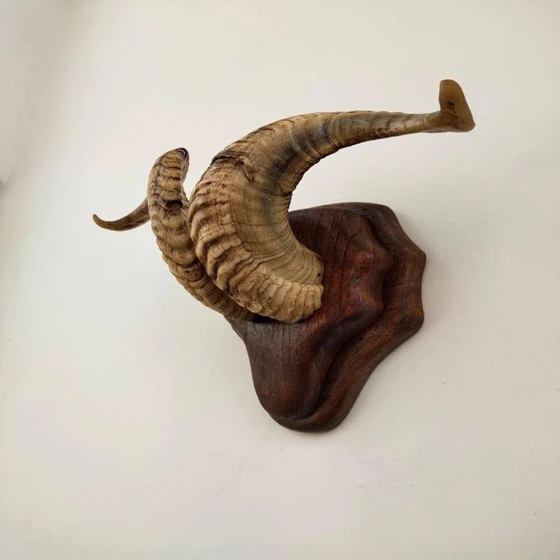 decoration-sheep-horn-2.webp