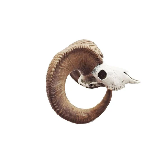 horn-sheep-scale-2.webp