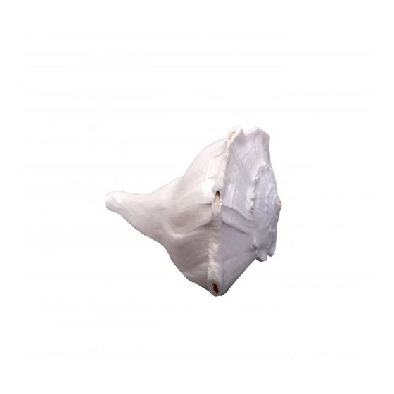 hand-shell-white-2.webp
