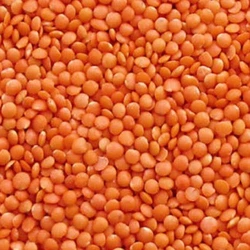 Whole Masoor Dal