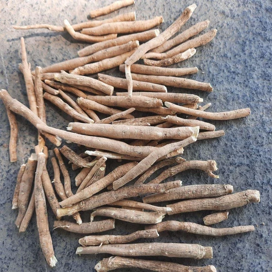 natural-ashwagandha-roots-2.webp