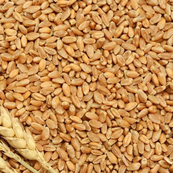 wheat-organic-grains-2.webp
