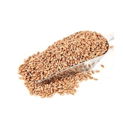 Wheat Organic Grains