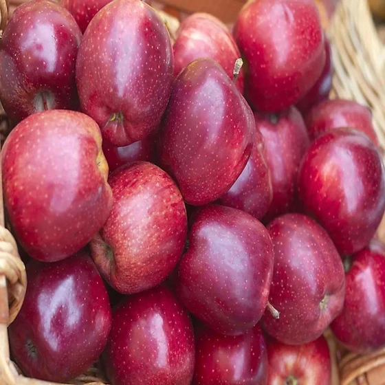 commonly-fresh-apple-fruit-2.webp