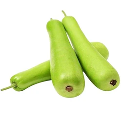 Fresh Bottle Gourd