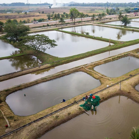 fish-pond-culture-2.webp