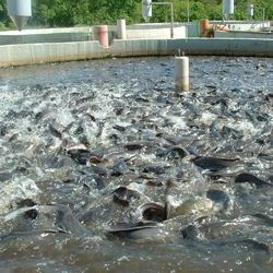Fish Pond Culture