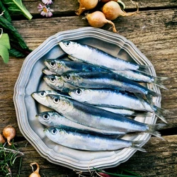 Fresh Sardine Fish