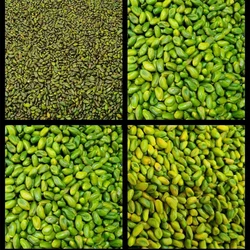 Pistachio Green Kernels