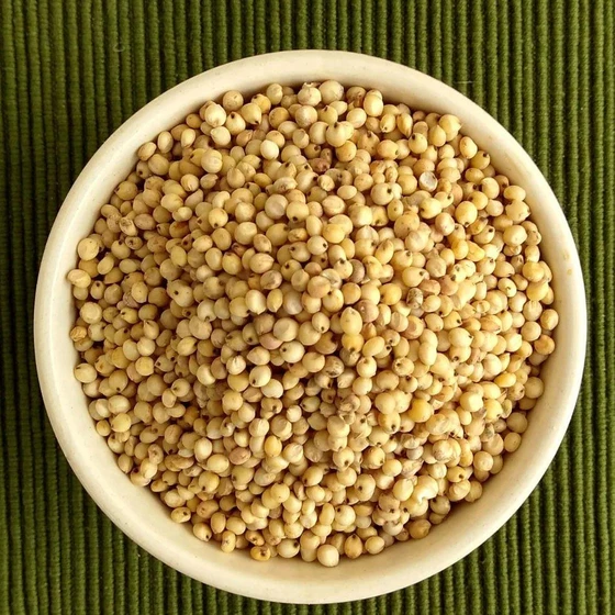 common-sorghum-millet-2.webp