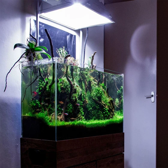 glass-planted-aquariums-2.webp