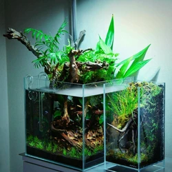Glass Planted Aquariums