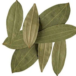 Bay Leaf Laurel Leaves