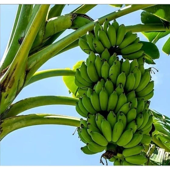 g9-green-banana-2.webp
