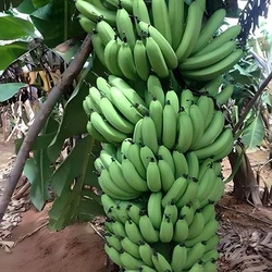 G9 Green Banana