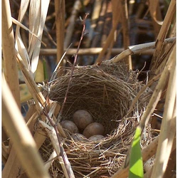 Natural Bird Nets