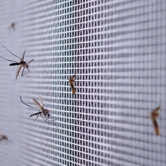 2-mosquito-net-2.webp