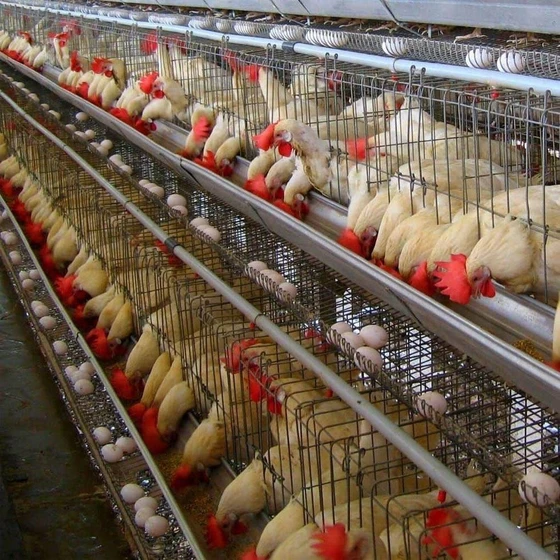square-poultry-cages-2.webp