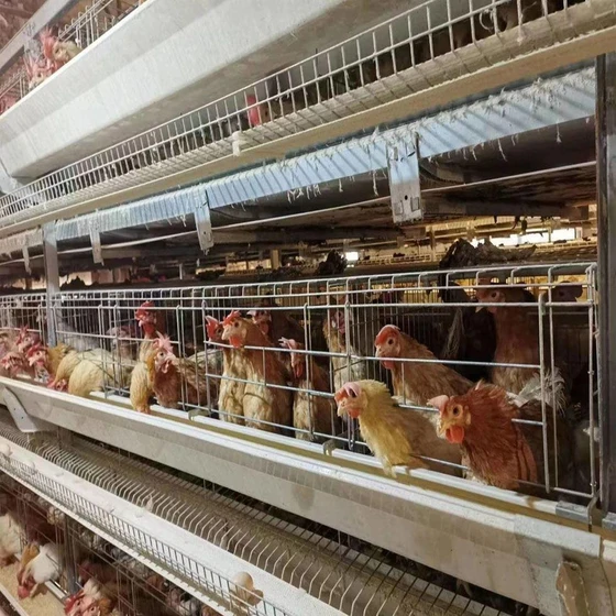 galvanized-animal-cages-2.webp