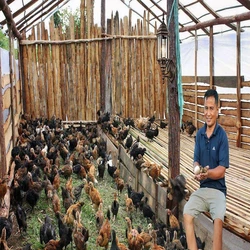 Wood Poultry Farm