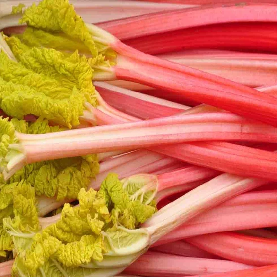 rhubarb-extract-2.webp
