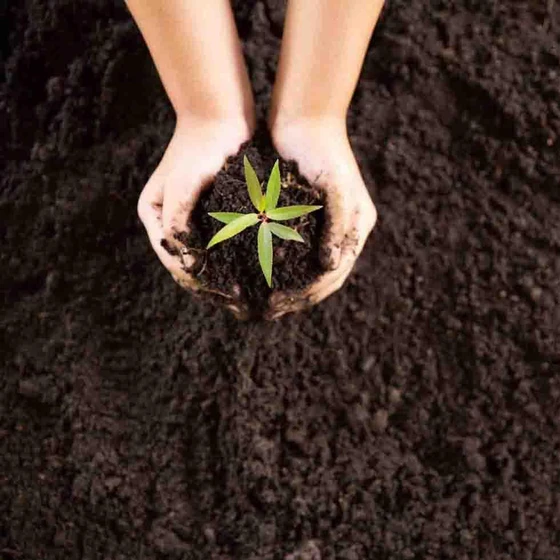 vermicompost-fertilizer-powder-2.webp