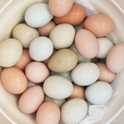 Fresh Poultry Eggs