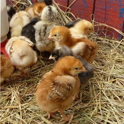Brown Poultry Farm Chicks