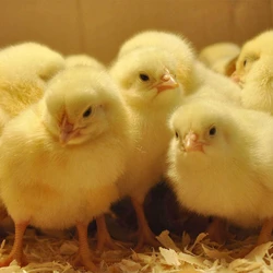 Yellow Broiler Chicks