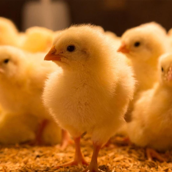 cobb-broiler-chick-2.webp