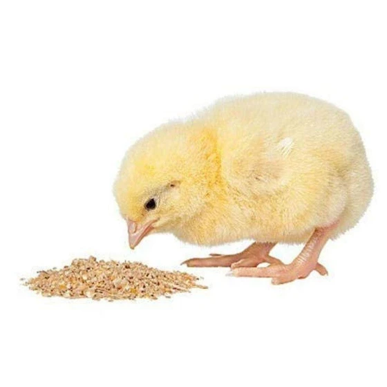 poultry-chicken-feed-2.webp
