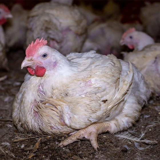 broiler-breed-chicks-2.webp