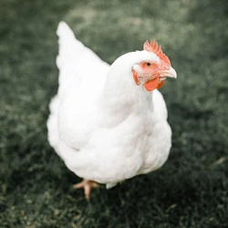 Broiler Breed Chicks