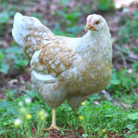 swedish-flower-chicken-2.webp