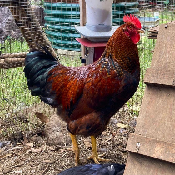 bielefelder-kennhuhn-chicken-2.webp