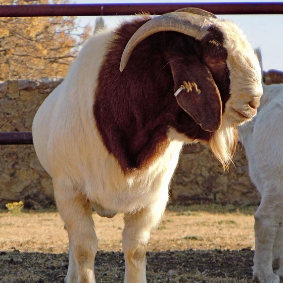 boer-goat-breed-2.webp