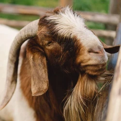 Boer Goat Breed