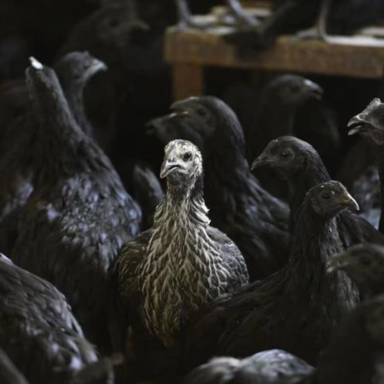 kadaknath-chicken-breed-2.webp