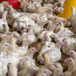 Poultry Farm Chick